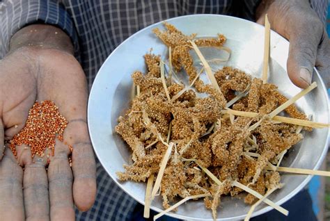 The Transformative Potential of Finger Millet - Naturally Zimbabwean