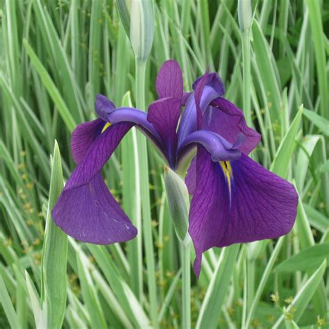 Japanese Variegated Iris|Bog Plants|The Pond Guy