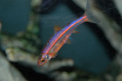 The Aquarist's Life: Successful reproduction of Rainbow shiners in captivity