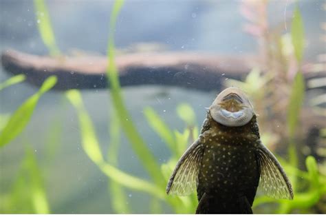 Blue Phantom Pleco: Ultimate Guide for Nurturing the Cobalt Catfish