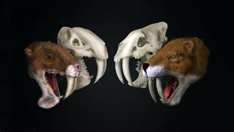 An Eye for a Tooth: Bizarre Saber-Tooth Predator From South America Was No Saber-Tooth Cat