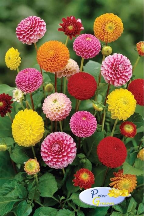 Dahlia Pompon Mix Seeds Dahlia variabilis Annual Flower | Etsy