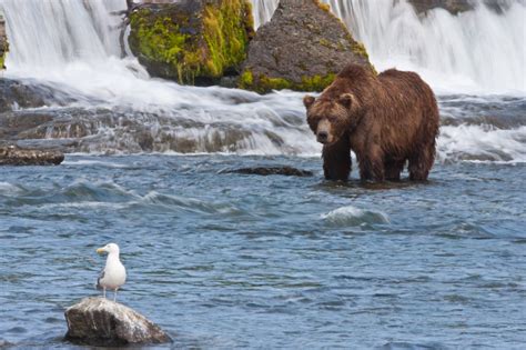 Coastal Brown Bears of Katmai National Park, Alaska [Pics]