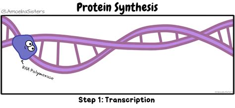 RNA & Proteins - Ms. Anderson's Biology Class