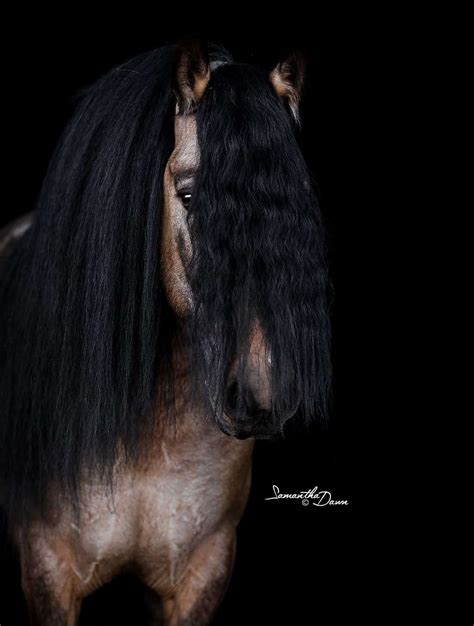 Buckskin Gypsy Vanner Stallion. High National Champion Performance Horse.