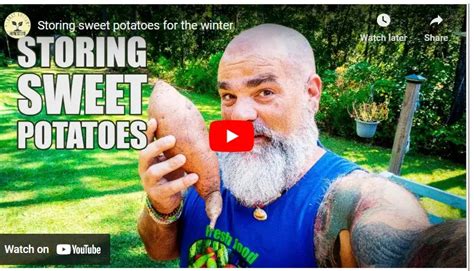 How To Preserve Sweet Potatoes For Long Time Storage - Agrolearner.com