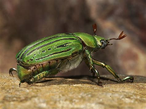 Scarab Symbolic Meaning | Beetle & Scarab Symbolism