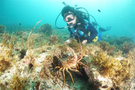 Why Scuba Diving at Catalina Island Is Unique - Marine Biology Camp