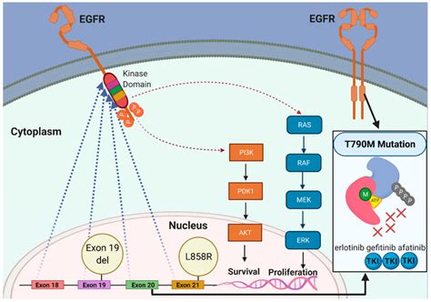 The biology of EGFR mutations in lung cancer. In normal cells, binding ...