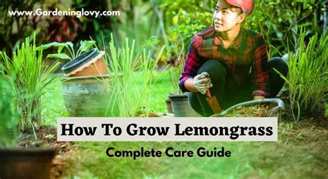 15 Tips For Growing Lemongrass From Seeds [Step By Step]