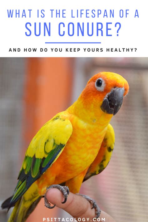 Sun Conure Lifespan | How Long Do Sun Conures Live? - Psittacology