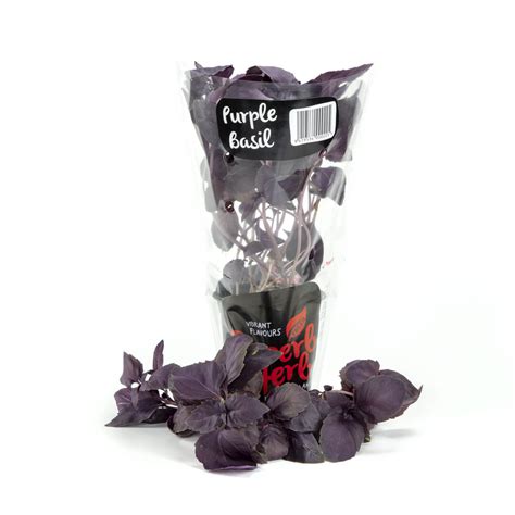 Purple Basil - Superb Herb