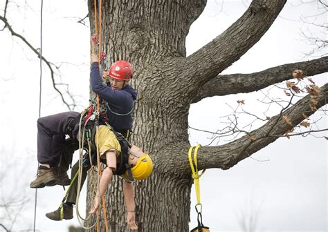 Professional tree climbers show off speed and safety at Blacksburg ...