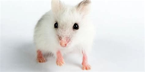 Exophthalmia in Hamsters: Causes, Symptoms & Prevention | Pets Bubble