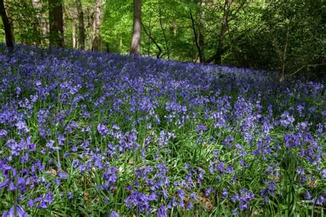 Spanish Bluebells vs. English Bluebells: What's the Difference? - A-Z Animals