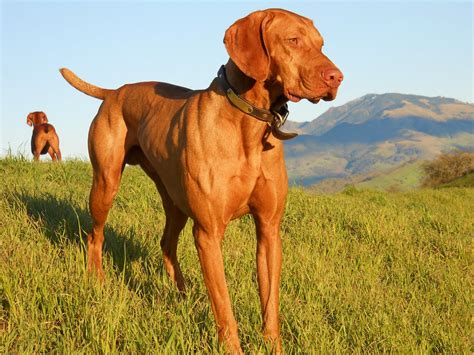 redbirddog - a hungarian pointer (vizsla) blog: Vizsla as a guard ...