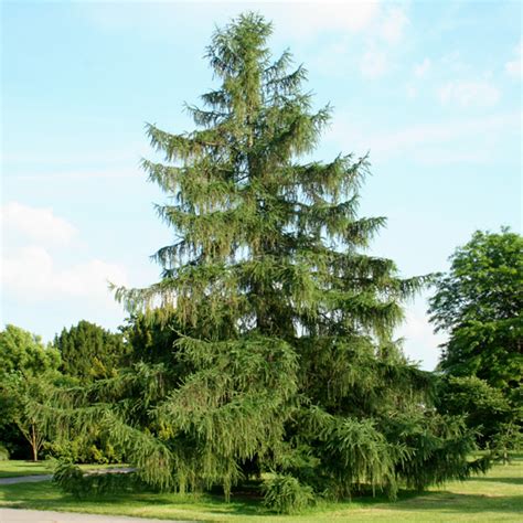 European Larch Facts, Growth Rates, Lifespan, Pictures