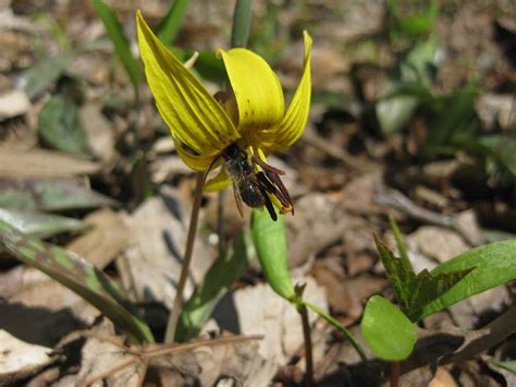 Wild & Edible Trout Lilies - The Nature Place