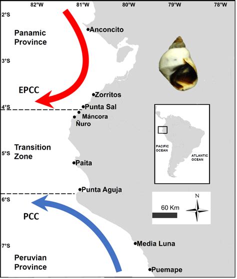 Map of sampling localities. EPCC, Ecuador‐Peru Coastal Current; PCC ...