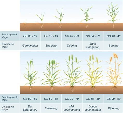 Understanding the relationship between cereal growth stages and the ...