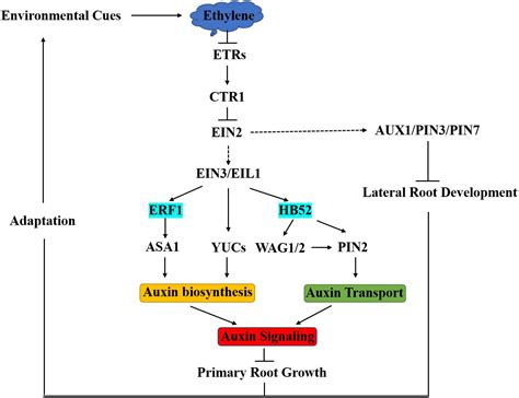 Frontiers | Integration of Jasmonic Acid and Ethylene Into Auxin Signaling in Root Development