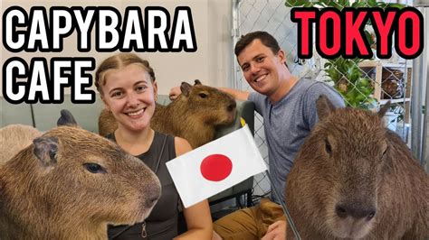 Capybara Café in Tokyo 🇯🇵 Best animal cafe in Japan? - YouTube