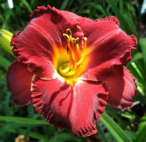 Daylily hybridizers: Show us your top 5 seedlings from last year in the Daylilies forum - Garden.org