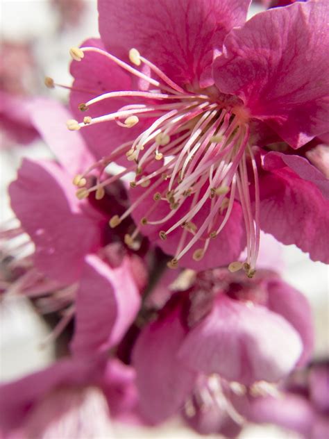 Ume blossom by Mami Shintani on 500px | Flowers - Blossoms | Plants ...