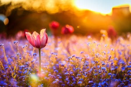 Flowers in the Sunset - Sunsets & Nature Background Wallpapers on Desktop Nexus (Image 2402019)