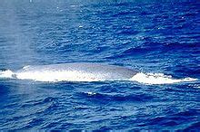 Blue whale - Wikipedia