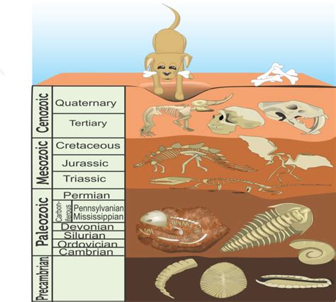 How to Get Your Students Flipping Over Fossils! - Science and STEAM Team