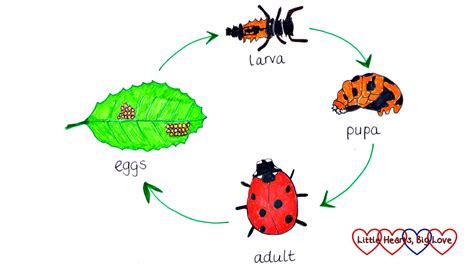 Life Cycle Of A Ladybug