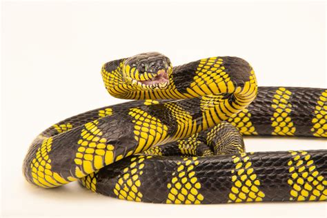 Mangrove Snake (Boiga dendrophila latifasciata) - Joel Sartore