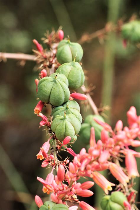 Red Yucca Seeds Pods 2 Free Stock Photo - Public Domain Pictures