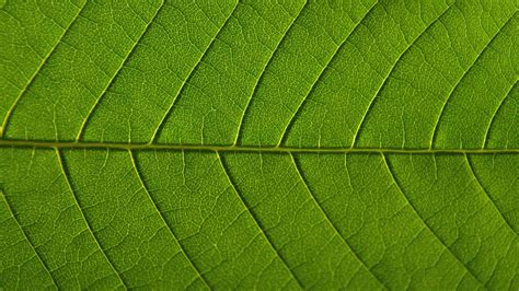 Wallpaper leaf, veins, macro, green, background hd, picture, image