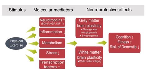 Theoretical model of physical exercise induced neuroplasticity and the... | Download Scientific ...