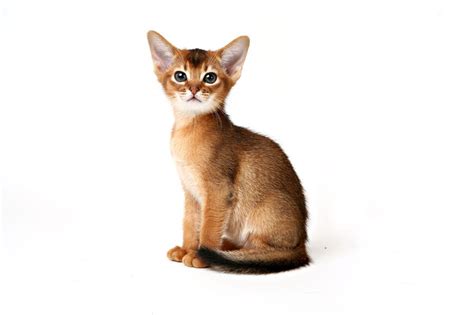 Ruddy Abyssinian Cat I had one "Cuddles " was her name. So sweet. (With images) | Abyssinian ...