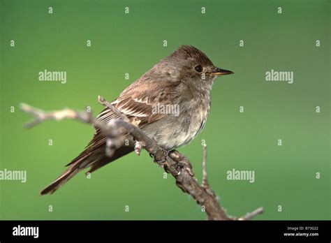 Western Wood Pewee Stock Photo - Alamy