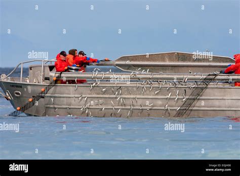 Herring skiff fishing for pacific herring in Strait of Georgia (Salish Sea) near Nanaimo ...