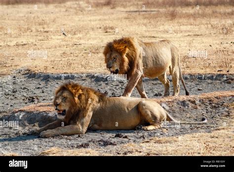 Lions in the Ngorongoro Crater Area Stock Photo - Alamy