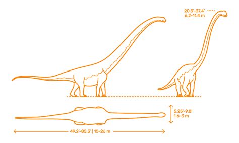 Mamenchisaurus (Mamenchisaurus constructus) Dimensions & Drawings | Dimensions.com