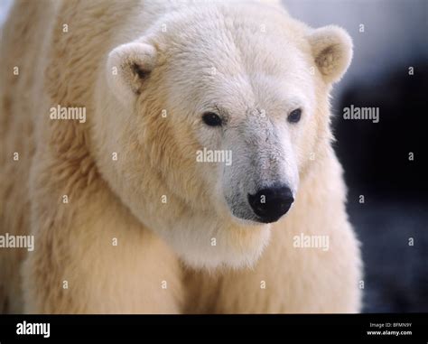 Polar bear, close up Stock Photo - Alamy