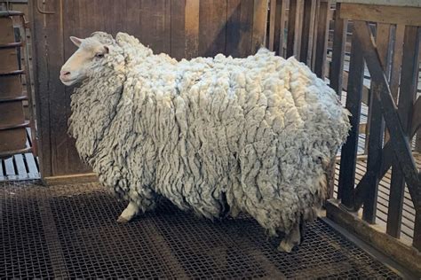 Prickles the sheep fleeced of seven years of wool after making ewe-turn for home - ABC News