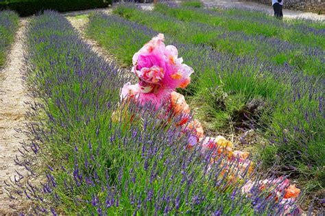 Woman Costume Lavender Field free image download