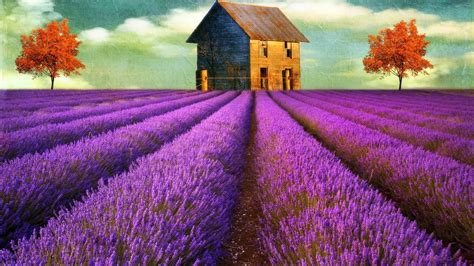 Lavender Flowers Desktop Wallpaper - Wallpaper, High Definition, High Quality, Widescreen