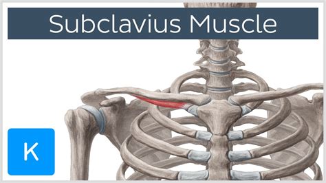 Subclavius Muscle - Origins & Function - Human Anatomy | Kenhub - YouTube