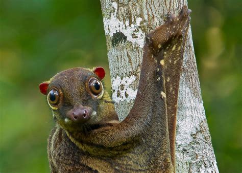 Malayan-colugo-Galeopterus-variegatus.jpg | EN World Tabletop RPG News & Reviews