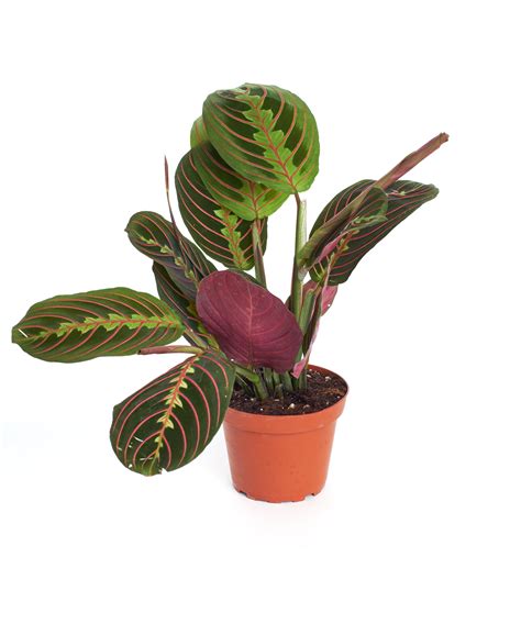 Home Botanicals Live 4" Maranta Red 'Prayer Plant' in grow pot-House Plant- Air Purifying ...