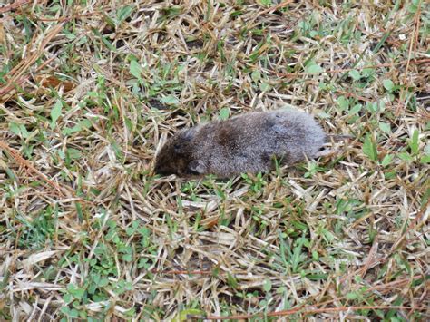 Central Louisiana Birding & Wildlife: The Woodland Vole