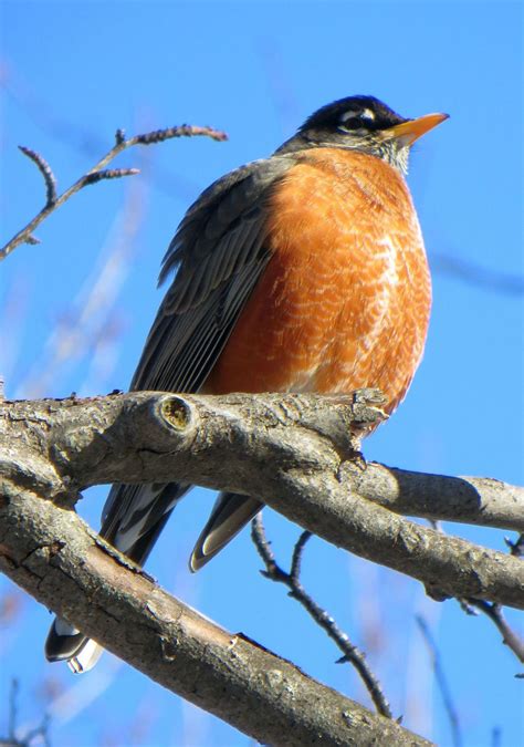 Robin in Winter | Smithsonian Photo Contest | Smithsonian Magazine